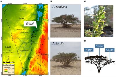 Temporal and Spatial Changes in Phyllosphere Microbiome of Acacia Trees Growing in Arid Environments